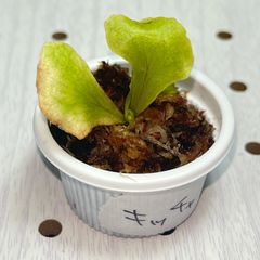 ビカクシダ ビカクシダ