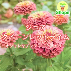 【お花の種】ジニア☆クイーンレッドライム 種子 約10粒！