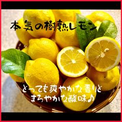 1.7キロ 樹熟レモン 国産レモン 和歌山 有田みかん
