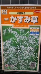 宿根 八重咲き かすみ草 カスミソウ 種 ３袋セット