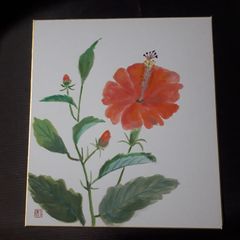 水彩画 ムクゲの花 植物画 原画 - メルカリ