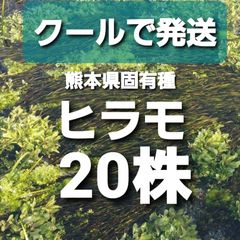 クール発送20株以上　熊本県固有種　日本の水草　ヒラモ　【アナカリスも販売中】