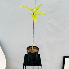 ［現品］☆初出品☆  4番　キンコウボク　6号　観葉植物　屋外　珍しい　金厚朴　香水　花　チャンパカ　モクレン科