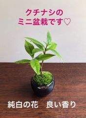 ミニ盆栽　クチナシ（夜空色の鉢）