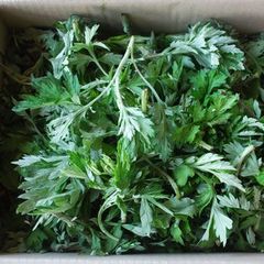 予約　天然山菜　ヨモギ２ｋｇ（大小バラ詰め）