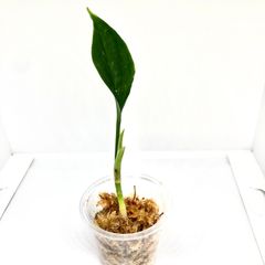 アグラオネマ  ピクタム トリカラー　幼苗　ポット発送