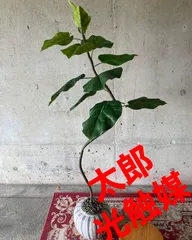 2024年最新】観葉植物 造花 ウンベラータの人気アイテム - メルカリ