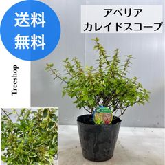 アベリアカレイドスコープ【送料無料】アベリア カレイドスコープ 15ｃｍポット 高さ0.3ｍ 幅0.3ｍ 常緑低木 寄せ植え グランドカバー 花壇 生け垣 鉢植え 盆栽 下草 目隠