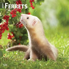 【輸入版】2024年 フェレット カレンダー / ブラウントラウト 30.5 x 61 cm (Ferrets  Calendar)