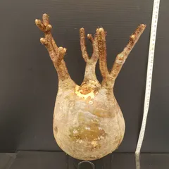 グラキリス 現地球 6本枝 おにぎり型 短枝 赤肌 コレクション 厳選