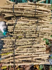 2026年最新】キャッサバの人気アイテム - メルカリ