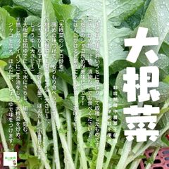 大根菜（大根葉、大根の葉、葉大根）　☆農薬や化学肥料は使っておりません　埼玉県産　約１３０ｇ　　※少し虫食いの跡があります。また、箱に入らないので葉のみになります。