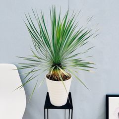 ［現品］※売約済※ 法人　割引　アカシア　フロリバンダ　8号　観葉植物　レア 在庫］ビッグサイズ！！ アカシア フロリバンダ 8号 観葉植物