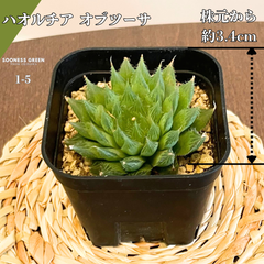 【沖縄育ち】約3.4㎝ ハオルチア オブツーサ 多肉植物 かわいい 育てやすい 南国 1-5