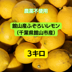 千葉県館山市産　ふぞろいレモン（3kg）