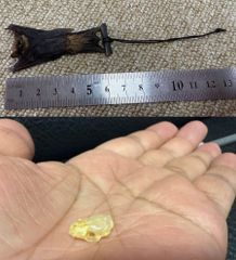 レア！オニカマス（バラクーダ）頭骨 レア！オニカマス（バラクーダ）頭骨 - メルカリ