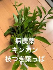 キンカンの枝付き葉っぱ 無農薬