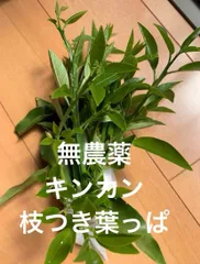 ❌枝付き葉っぱ付き キンカン 15本 ❌枝付き葉っぱ付き キンカン 15本