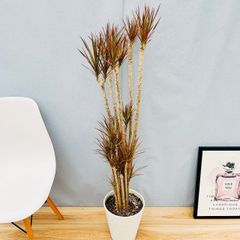 現品］1番 ドラセナ コンシンネ レインボー 8号 観葉植物 室内