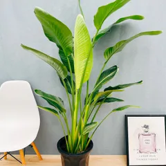 よこみつ様専 激安！ ストレチア オーガスタ A 大型❗️ 170センチ 10