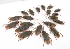 Item thumbnail for item c36e231e-ab47-4ee9-b0bd-b5e4f1fafc8d