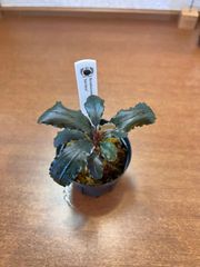 Bucephalandra sp. "Red Metal"