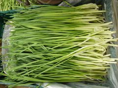 新鮮！ 朝どれ無農薬空芯菜 5kg クール便 - メルカリ