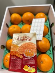赤秀紅まどんな熟生