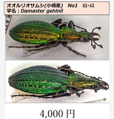 オオルリオサムシ ♂♀ ペア標本 小樽産 N01 - メルカリ