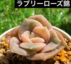 ゆきさん　韓国苗セット ルキちゃんの輸入苗韓国苗多肉植物お店 - メルカリShops