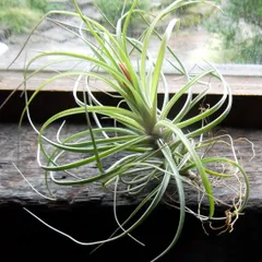 2025年最新】Tillandsia strictaの人気アイテム - メルカリ