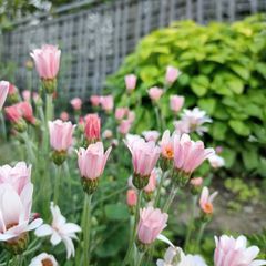 竹糖苗　400芽　サトウキビ　和三盆 竹糖苗 400芽 サトウキビ 和三盆