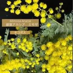 ②hisamiさま❤︎専用　人気　フレッシュ　ミモザ　ネコポス　2月中旬〜下旬の発送予定ふわふわ〜先端つぽみまで　ふわふわミモザイエロー　可愛い　銀葉アカシアミモザ