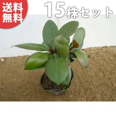 苗/苗木 【15本セット】 シャリンバイ 樹高0.2m前後 9cmポット 車輪梅 しゃりんばい 低い生垣 苗木 苗 植木 庭木 生け垣 kb 15本 15