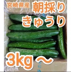 農家直送　朝採り　きゅうり　3kg