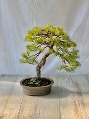 五葉松　盆栽　ごようまつ