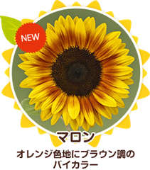 【花の種】３０粒　サンリッチマロン　珍しいオレンジにブラウン調の二色咲きひまわり　ヒマワリ