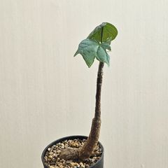 ③〔フィルミアナ・コロラータ 〕Firmiana Colorata Sterculia colorata  塊根植物 コーデックス