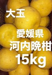 愛媛県産　大玉　宇和ゴールド　河内晩柑　柑橘　15kg