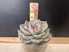 おらいさん苗 ミックスベリア 美紫妃 抜き苗 おらいさん苗 ミックス