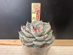 ❤️確認用❤️ミックスベリア❤️プリンセスティアラ❤️抜き苗♪札なし✨メルカリ便✨ 2025年最新】ミックスベリアの人気アイテム - メルカリ