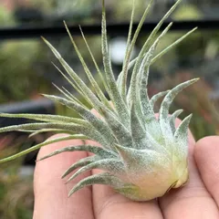 2025年最新】イオナンタ ゼブリナの人気アイテム - メルカリ