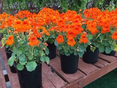 【花の種】ナスターチューム　ベイビーオレンジ　１５粒　ナスターチウム