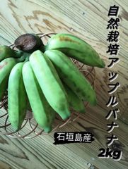 石垣島産　アップルバナナ(自然栽培) 2kg