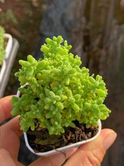 r*く様 E-546　花団錦　土鉢付き　24鉢　多肉植物 エケベリア 韓国苗 サ 韓国苗 エケベリア おまかせ10種類セット 多肉植物 カット苗や
