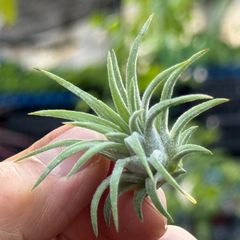 チランジア イオナンタ ロン Tillandsia ionantha Ron＊エアプランツ＠フラワーショップ江口