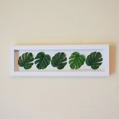 パネル　モンステラ Friedrichsthalii 特大62cm角 モンステラ パネル」の人気商品一覧 | 安い商品を通販サイトから