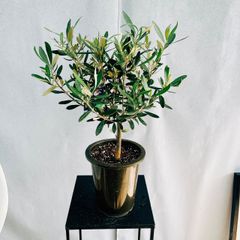 ［現品］♡かわいい♡ 93番　創樹　オリーブ　チプレッシーノ　5号　観葉植物　屋外 オリーブの木　ベランダ