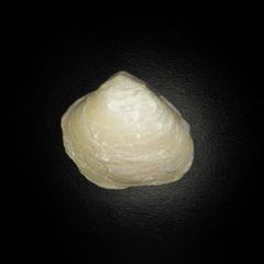オパール化石！2枚貝 シェルオパール 64.8ct - メルカリ
