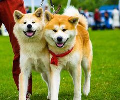 サイズ29 ピンク大黒 虎耳 2000 美品 エヴィス エビス evisu サイズ29 ピンク大黒 虎耳 2000 美品 エヴィス エビス evisu